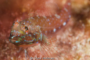 Macro of a Bleny
Nikon D80 with a 105mm by Chris Holman 